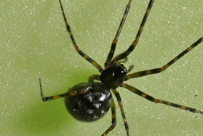 Lepthyphantes sp.  da confermare